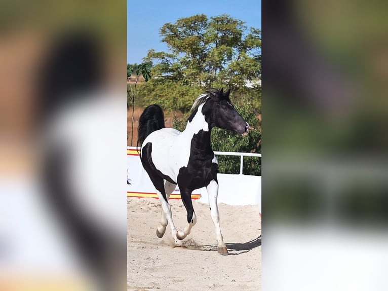 Barock Pinto Étalon 4 Ans 170 cm Tobiano-toutes couleurs in Colmenar de Oreja