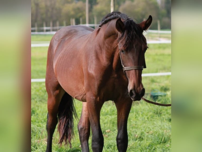 Barock Pinto Étalon 4 Ans Bai in Chiclana de la Frontera