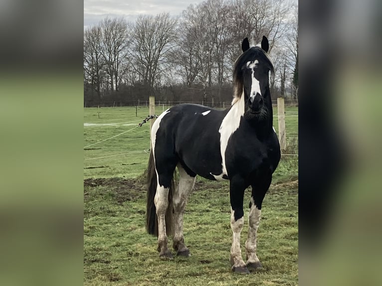 Barock Pinto Étalon 5 Ans 165 cm Tobiano-toutes couleurs in Wagenfeld