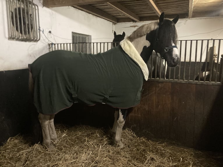 Barock Pinto Étalon 5 Ans 165 cm Tobiano-toutes couleurs in Wagenfeld