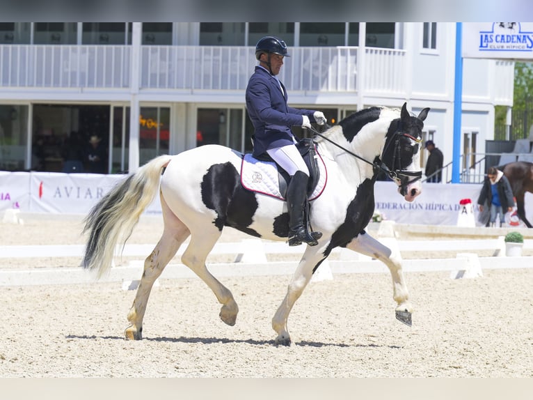 Barock Pinto Étalon 6 Ans 161 cm Tobiano-toutes couleurs in Balcon Del Tajo (Urbanizacion)Colmenar de Oreja