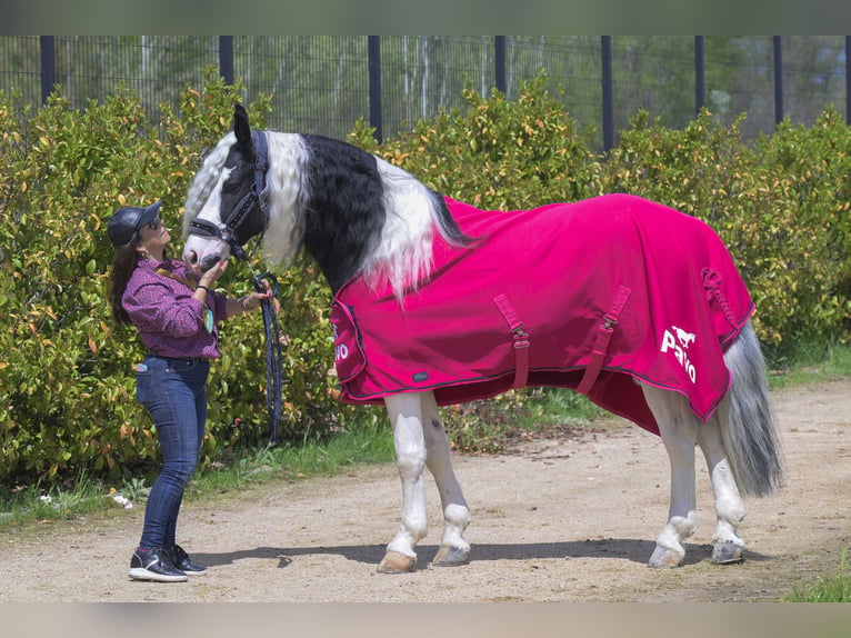 Barock Pinto Étalon 6 Ans 161 cm Tobiano-toutes couleurs in Balcon Del Tajo (Urbanizacion)Colmenar de Oreja