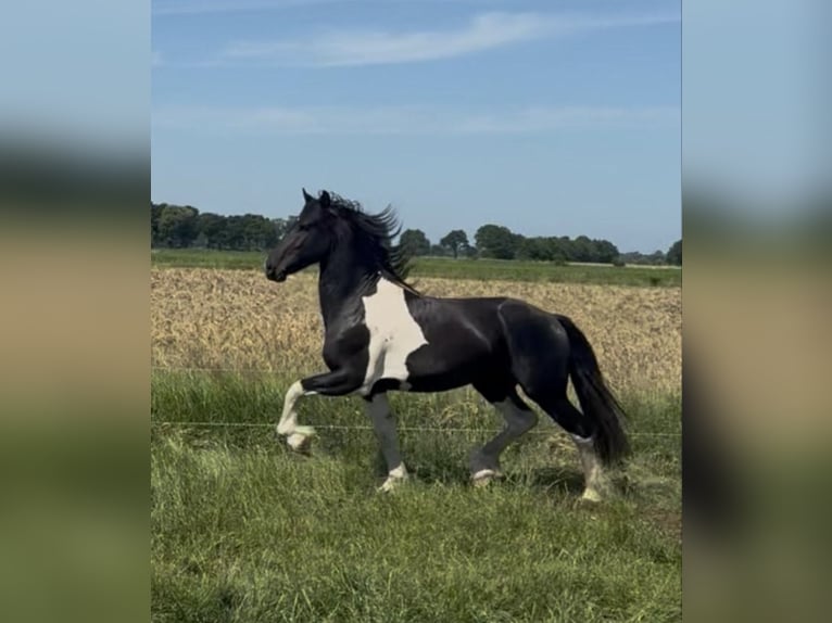 Barock Pinto Étalon Noir in Wittmund