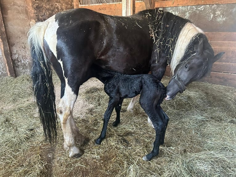 Barock Pinto Étalon Poulain (06/2024) 155 cm Noir in Arrach