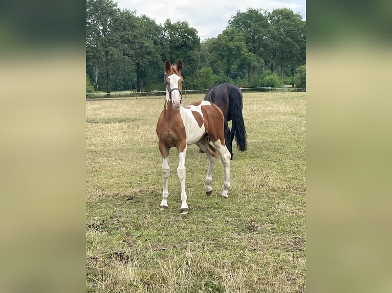 Barock Pinto Étalon Poulain (04/2026) 170 cm Pinto in Deurningen