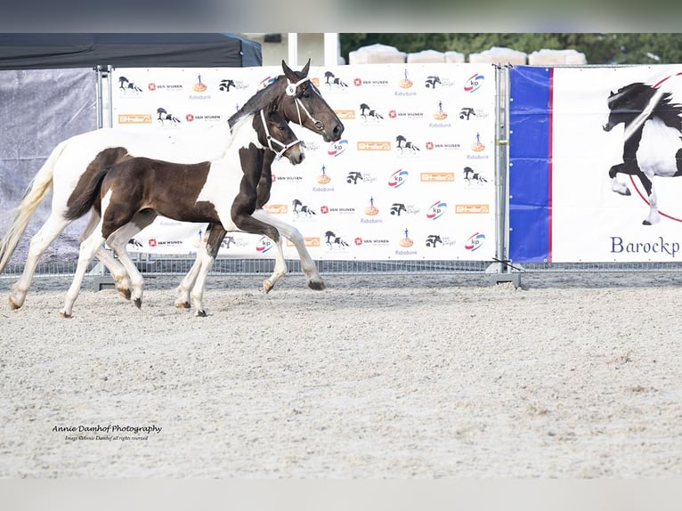 Barock Pinto Étalon Poulain (05/2024) 170 cm Tobiano-toutes couleurs in Hengelo