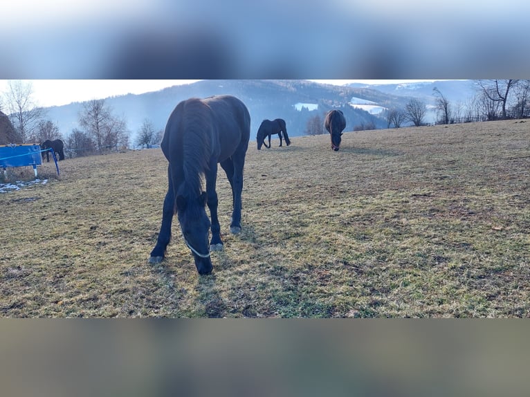 Barock Pinto Étalon Poulain (02/2025) 175 cm Noir in Reichenfels