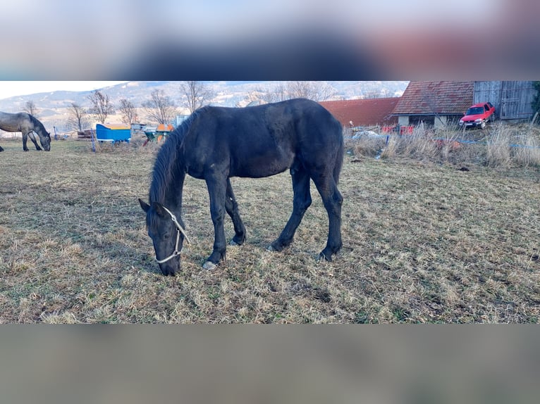 Barock Pinto Étalon Poulain (02/2025) 175 cm Noir in Reichenfels