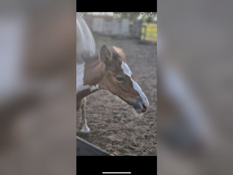 Barock Pinto Étalon  in Rhede