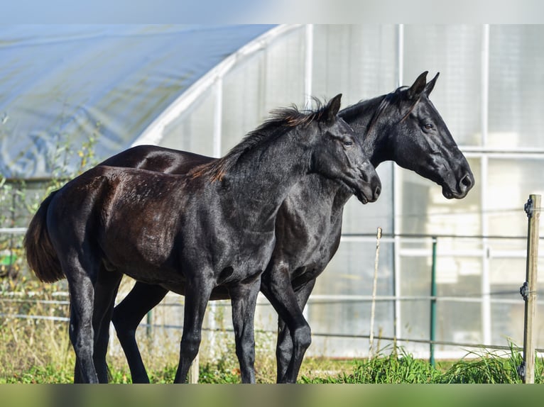 Barock Pinto Étalon Poulain (04/2025) Noir in Ptuj