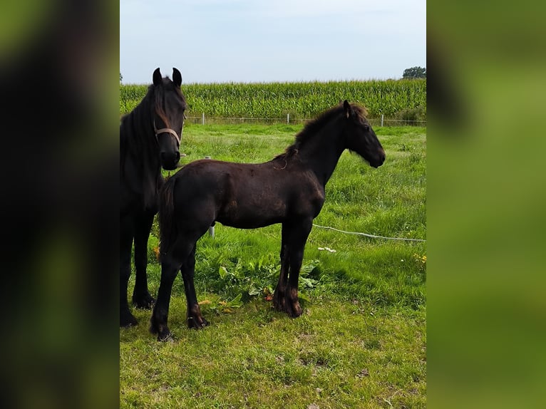 Barock Pinto Étalon Poulain (04/2024) Noir in Emlichheim