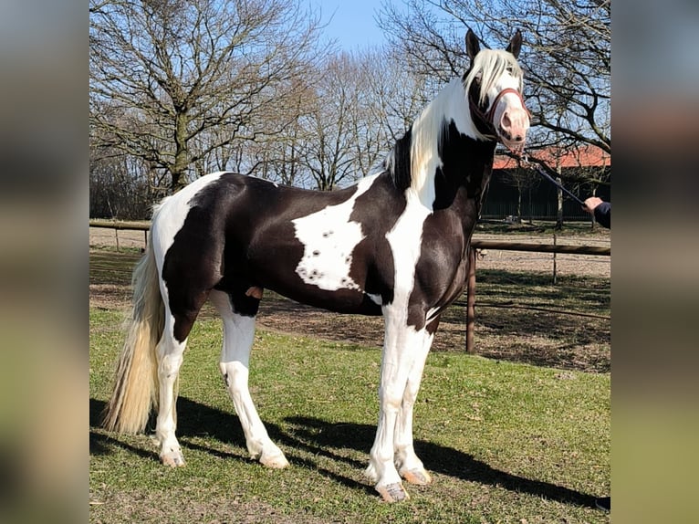 Barock Pinto Étalon Tobiano-toutes couleurs in Emlichheim