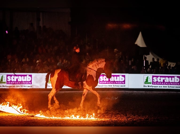 Barock Pinto Hengst 16 Jaar 165 cm Gevlekt-paard in Engen