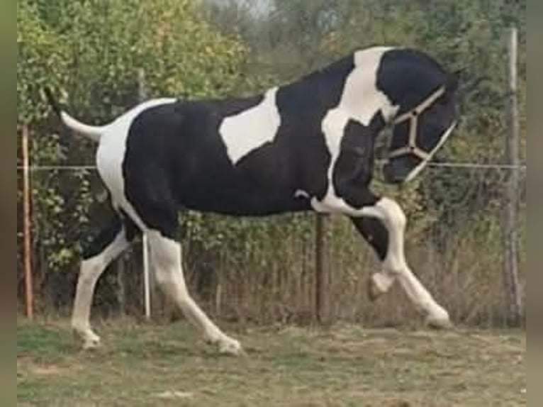 Barock Pinto Hengst 1 Jaar 153 cm Gevlekt-paard in Carde&#xF1;a