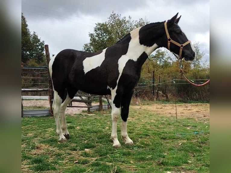 Barock Pinto Hengst 1 Jaar 153 cm Gevlekt-paard in Carde&#xF1;a