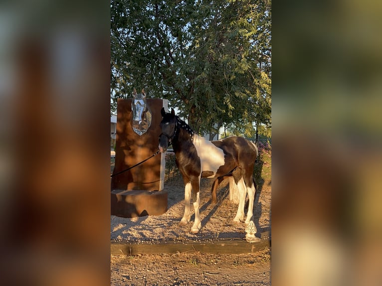 Barock Pinto Hengst 1 Jaar 154 cm Gevlekt-paard in Colmenar de Oreja