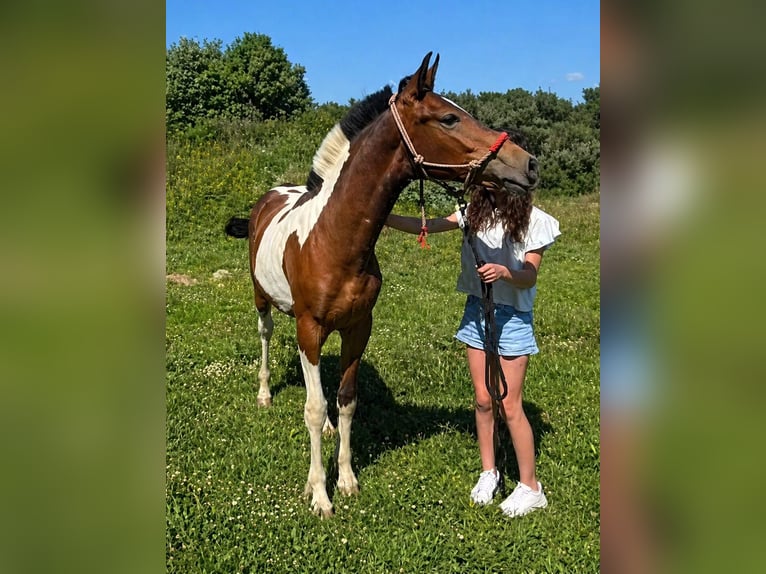 Barock Pinto Hengst 1 Jaar 155 cm Gevlekt-paard in Vejer de la Frontera
