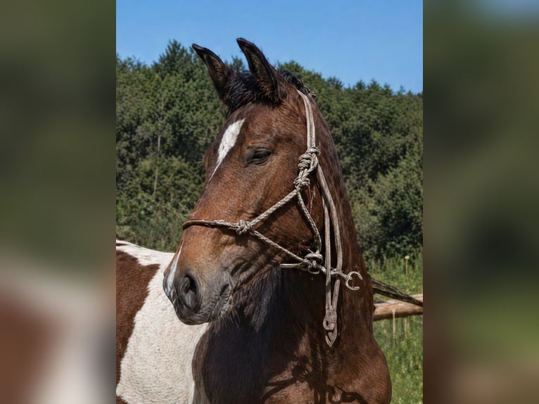 Barock Pinto Hengst 1 Jaar 155 cm Gevlekt-paard in Vejer de la Frontera