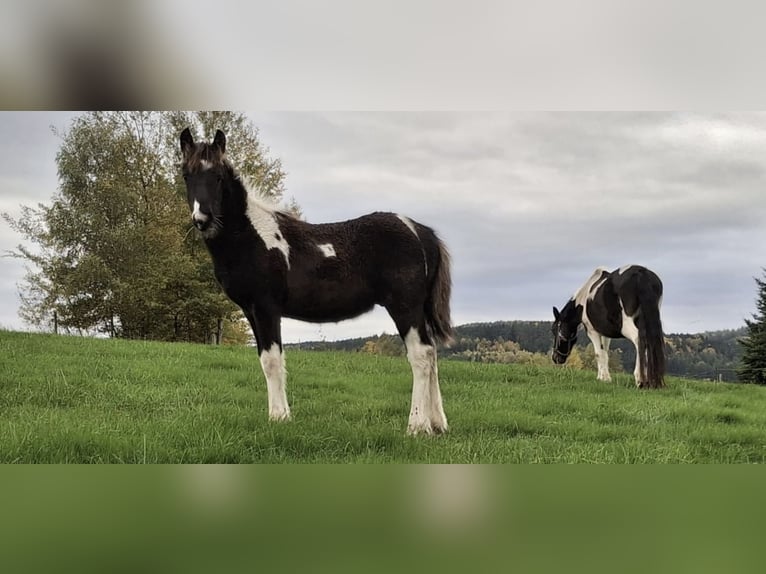 Barock Pinto Hengst 1 Jaar 155 cm  in Fellen