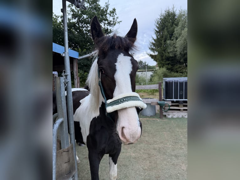 Barock Pinto Hengst 1 Jaar 160 cm Gevlekt-paard in Waldbrunn (Westerwald)