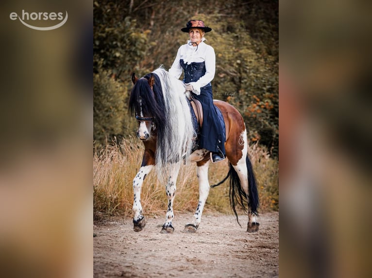 Barock Pinto Hengst 1 Jaar 164 cm Overo-alle-kleuren in Engen