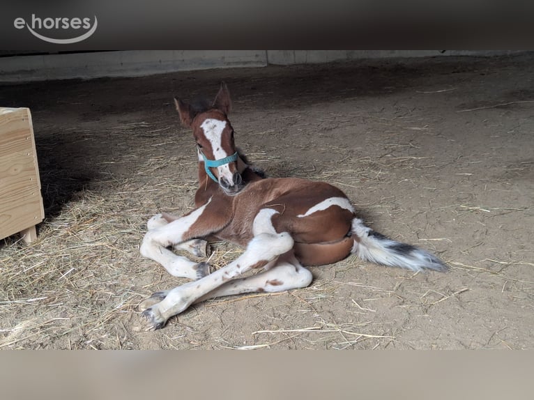 Barock Pinto Hengst 1 Jaar 164 cm Overo-alle-kleuren in Engen