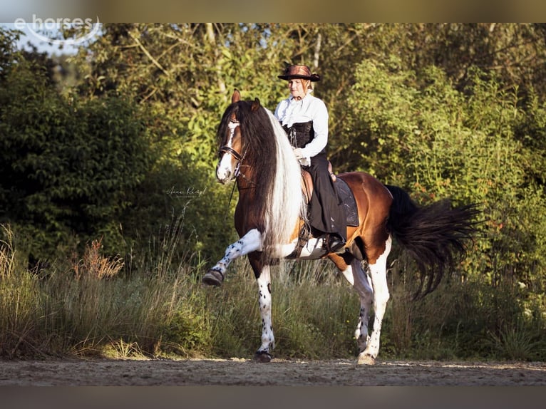 Barock Pinto Hengst 1 Jaar 164 cm Overo-alle-kleuren in Engen