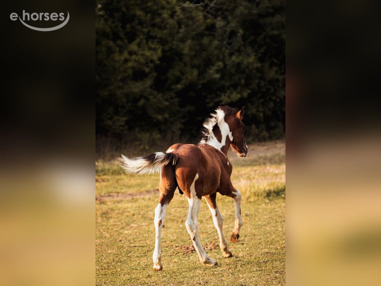 Barock Pinto Hengst 1 Jaar 164 cm Overo-alle-kleuren in Engen