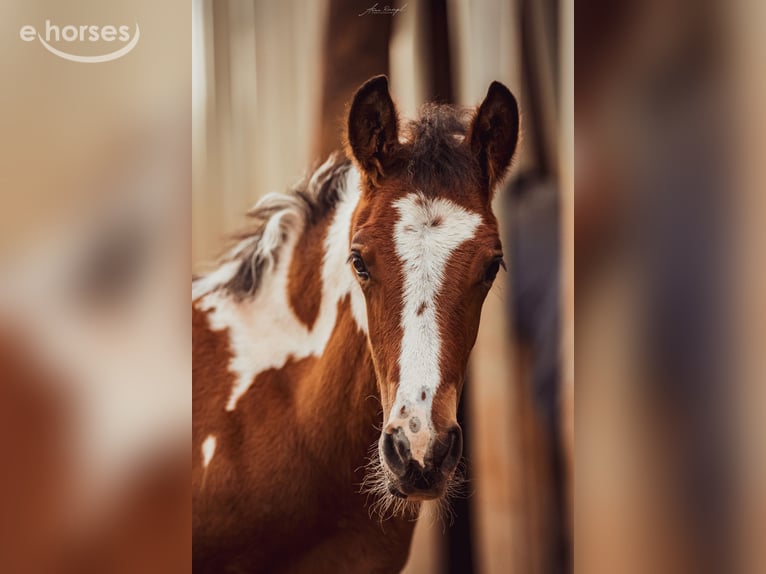 Barock Pinto Hengst 1 Jaar 164 cm Overo-alle-kleuren in Engen