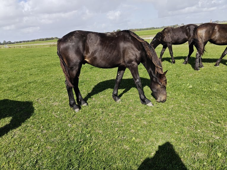 Barock Pinto Hengst 1 Jaar 166 cm Donkerbruin in Tzummarum