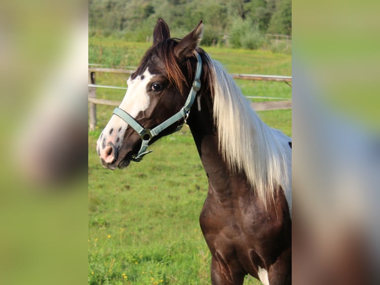 Barock Pinto Hengst 1 Jaar 169 cm Gevlekt-paard in Selzthal