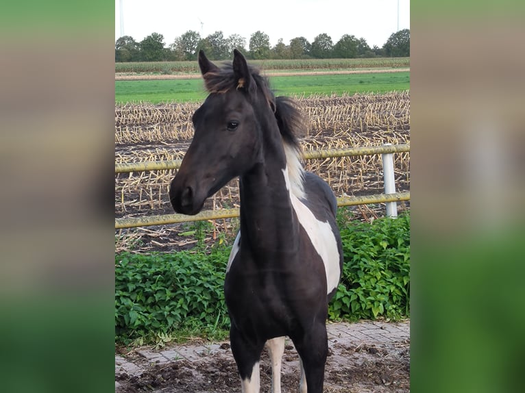 Barock Pinto Hengst 1 Jaar in Emlichheim