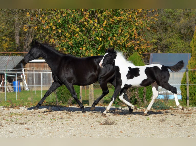 Barock Pinto Hengst 1 Jaar Tobiano-alle-kleuren in Ptuj