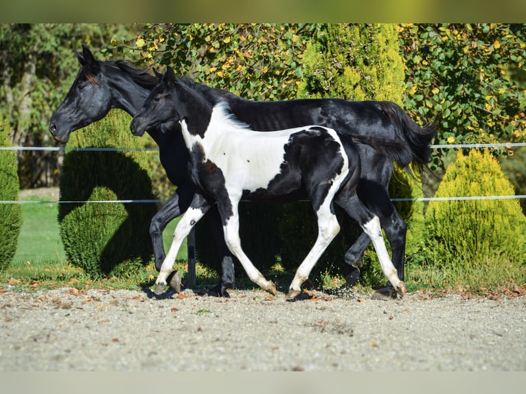 Barock Pinto Hengst 1 Jaar Tobiano-alle-kleuren in Ptuj