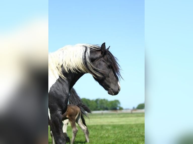 Barock Pinto Hengst 1 Jaar Tobiano-alle-kleuren in Tzummarum