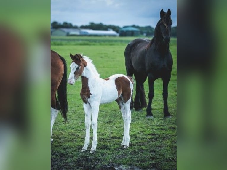 Barock Pinto Hengst 1 Jaar Tobiano-alle-kleuren in Tzummarum