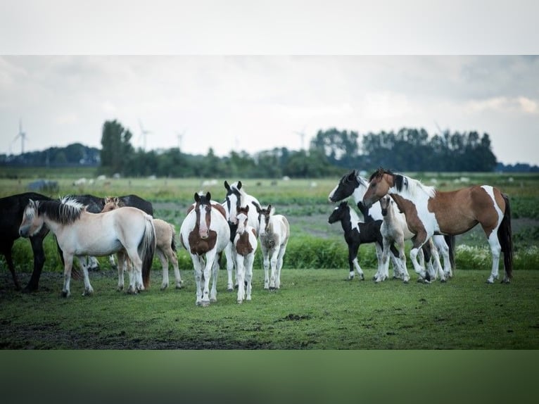 Barock Pinto Hengst 1 Jaar Tobiano-alle-kleuren in Tzummarum