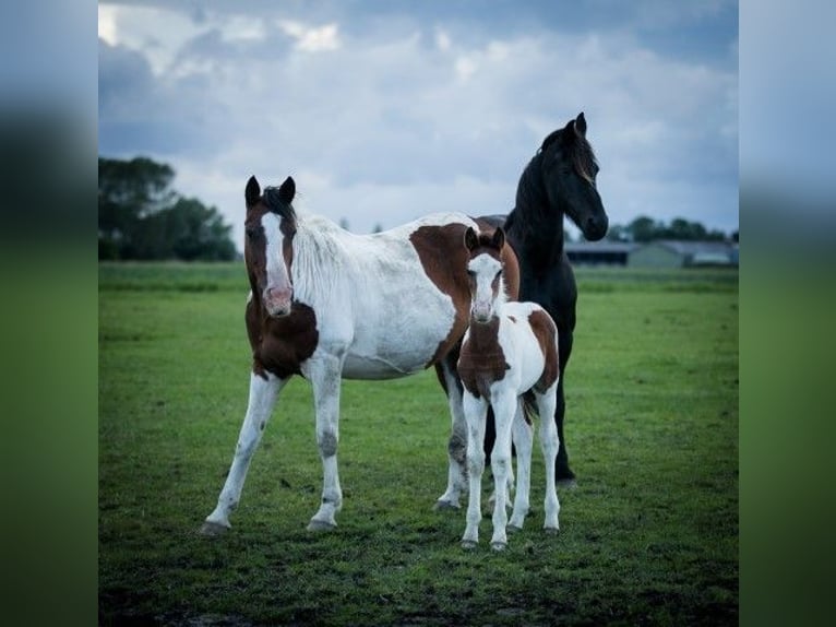 Barock Pinto Hengst 1 Jaar Tobiano-alle-kleuren in Tzummarum