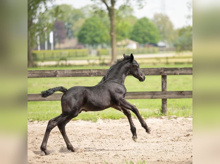 Barock Pinto Hengst 1 Jaar Zwart in Gasselternijveen