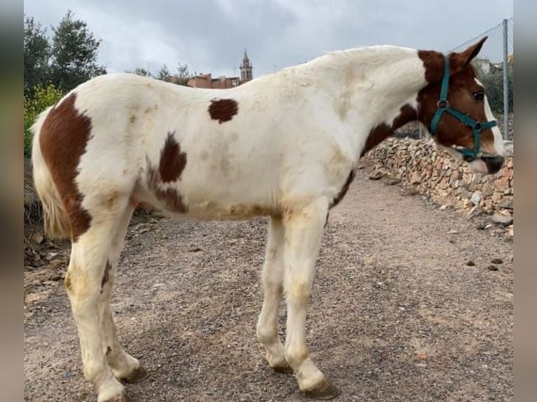 Barock Pinto Mix Hengst 2 Jaar 148 cm Gevlekt-paard in Chiclana de la Frontera