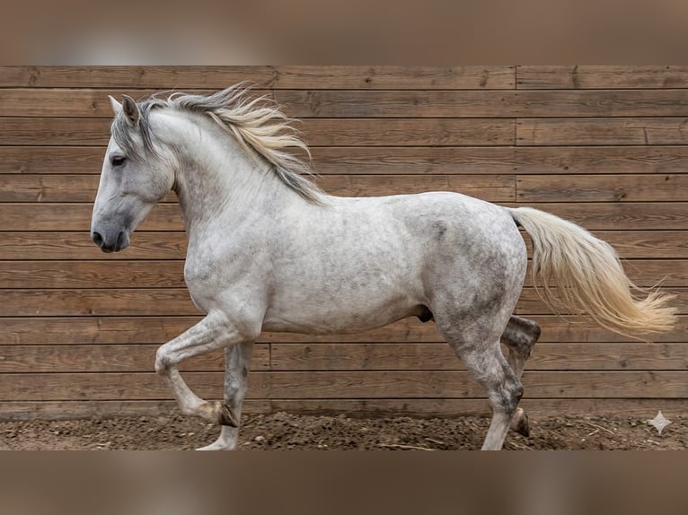 Barock Pinto Hengst 2 Jaar 154 cm Gevlekt-paard in Vejer de la Frontera