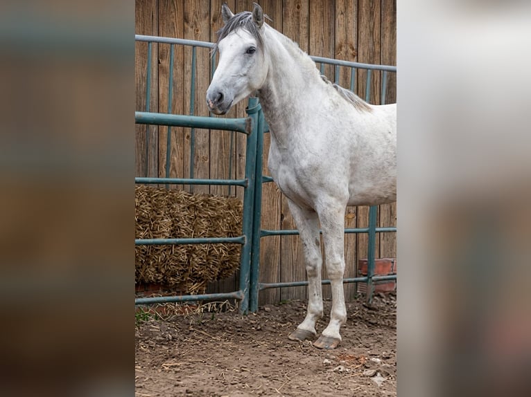 Barock Pinto Hengst 2 Jaar 154 cm Gevlekt-paard in Vejer de la Frontera