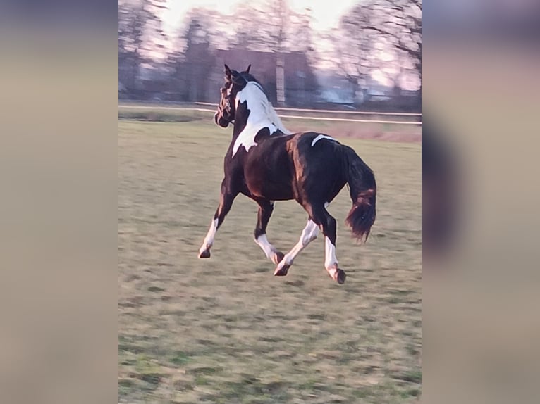 Barock Pinto Hengst 2 Jaar 158 cm Gevlekt-paard in Stemwede