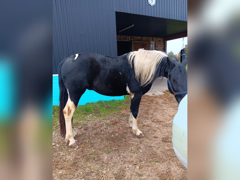 Barock Pinto Hengst 2 Jaar 158 cm Gevlekt-paard in Stemwede