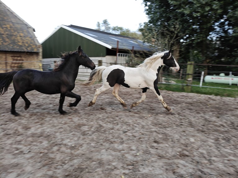 Barock Pinto Hengst 2 Jaar 158 cm Gevlekt-paard in Tzummarum