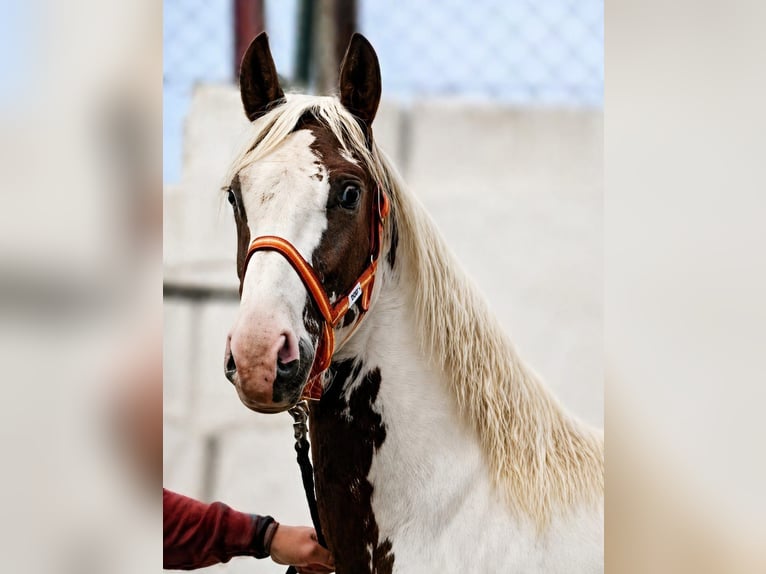 Barock Pinto Hengst 2 Jaar 164 cm Sabino in Melle