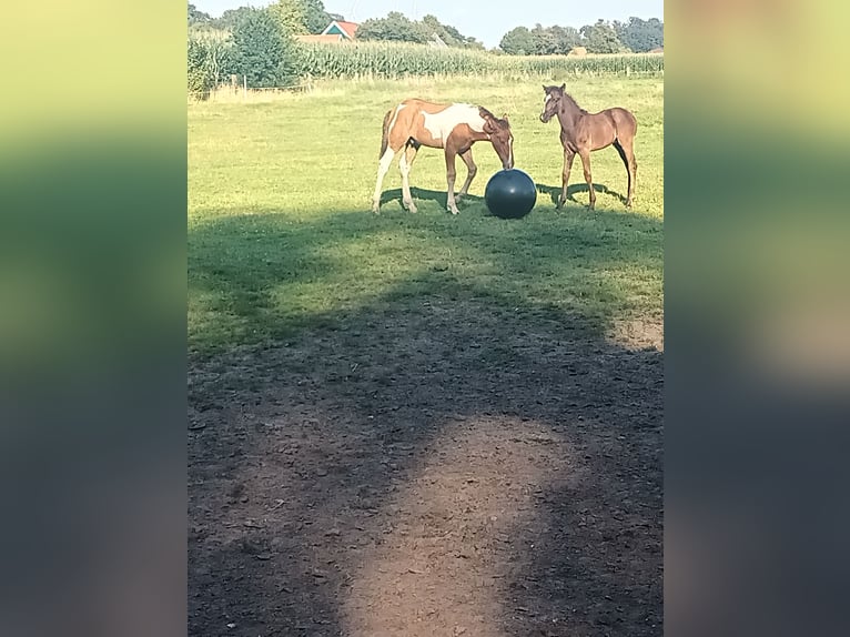 Barock Pinto Mix Hengst 2 Jaar 165 cm Gevlekt-paard in Südlohn