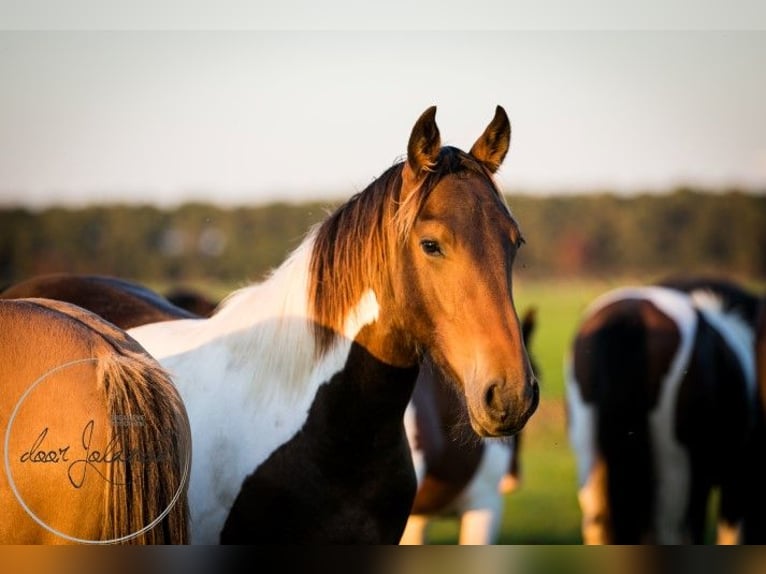 Barock Pinto Hengst 2 Jaar 165 cm Gevlekt-paard in Tzummarum