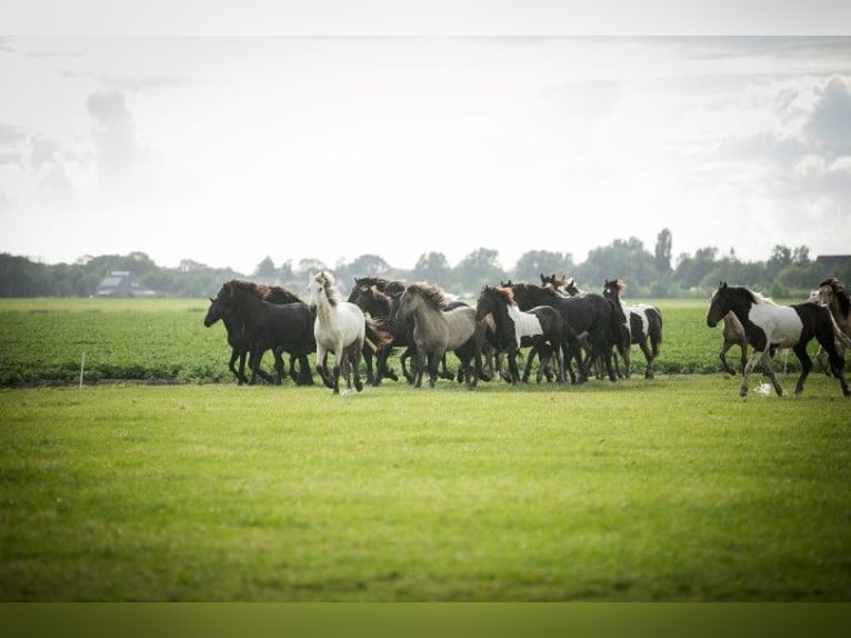 Barock Pinto Hengst 2 Jaar 165 cm Gevlekt-paard in Tzummarum