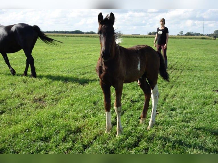 Barock Pinto Hengst 2 Jaar in Bunde